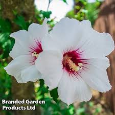 Image result for Hibiscus torrei