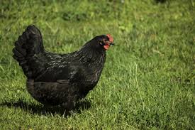 When the yolk reaches the right size, it is released from the ovary by a process called ovulation. How Long Do Chickens Lay Eggs Breeds That Go The Extra Mile Backyard Poultry