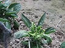 Image result for are viruses plants or animals