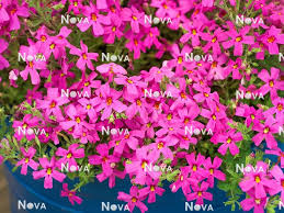 Image result for Jamesbrittenia