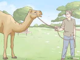 Camels, llamas and alpaca unit 58: How To Care For A Camel With Pictures Wikihow