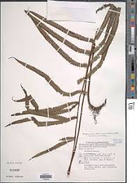 Image result for Amblovenatum