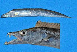 Image result for Trichilia prieuriana