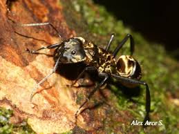 Image result for Dolichos junodii