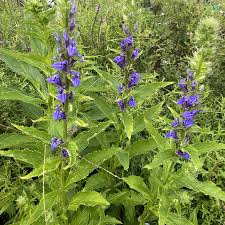 Image result for Lobelia flaccida