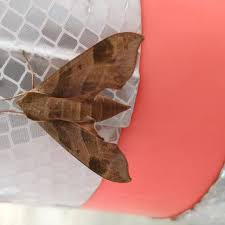 Image result for Disperis virginalis