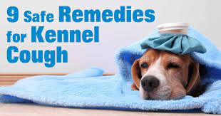Nine Natural Remedies For Kennel Cough Dog Cough Remedies Dog Coughing Dog Remedies