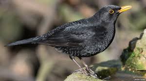 Black Bird With Black Beak Uk Top British Garden Birds Revealed Beautiful Birds Black Bird Bird Garden