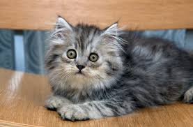277 131 cat cat tongue. 86 755 Grey Kitten Photos Free Royalty Free Stock Photos From Dreamstime