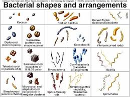 Bacterial Cell Morphology And Arrangement Google Search Bacteria Shapes Microbiology Microbiology Lab