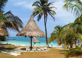 Image result for Faroa involucrata