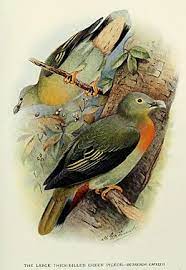 Di kebudayaan jawa, burung perkutut memiliki derajat yang tinggi dibandingkan jenis hewan lainnya. Burung Punai Bakok Wikipedia Bahasa Melayu Ensiklopedia Bebas