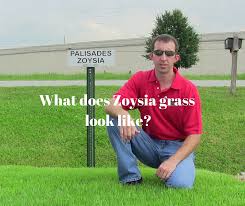 Zoysiagrass, often spelled zoysia grass, originated in japan and was brought to the u.s. What Does Zoysia Grass Look Like Houston Pearland Sugar Land Katy