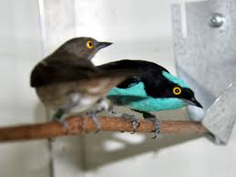 Sign in to see your badges. Dacnis Lineata Black Faced Dacnis In Zoos