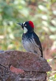 Birds Of The Southwest Usa Female Acorn Woodpecker Highly Gregarious Woodpecker Talkative And Living In Groups Pacific Coast Southwest Usa Mexico And C San Blas Birds Eye View Birds