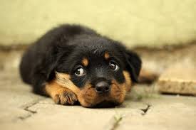 Rottweiler puppy training rottweiler puppy chewing can be a problem, but it is only a problem if you do not give your dog an alternative. Pet Training Series How To Train A Rottweiler Puppy Pet Life Today