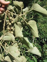 Image result for Croton dichogamus