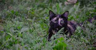 Even indoor cats can be affected by things like fleas and mange (skin mites). Common Causes Of Hair Loss Alopecia In Cats Firstvet