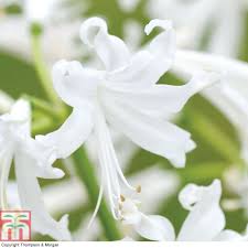 Image result for Nerine gaberonensis