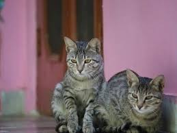 Discover dozens of crazy weapons, gadgets and body shapes. Cats Stealing Cash That S A Criminal No Kitten Viral Video Shows A Cat Stealing Cash From A Russian Pub The Economic Times