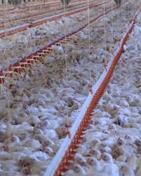 Naturally Dyed Easter Eggs: Beautiful Colors from Nature! 🌿🥚🌸 Looking  for a fun, natural way to color your Easter eggs? Skip the artificial dyes  and use ingredients from your kitchen! Here's how