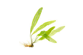 Image result for Aponogeton