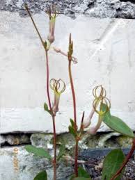 Image result for Ceropegia conrathii