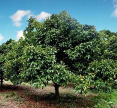 Image result for Garcinia volkensii