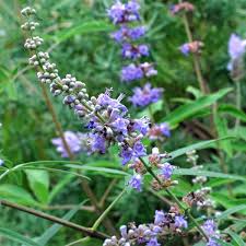 Image result for Vitex mombassae