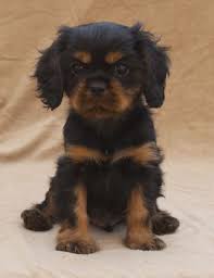 Black And Tan Cavalier King Charles Spaniel Puppies For Sale Near Me Black And Tan Cavalier King Charles Spaniel Puppy Dogs And Puppies King Charles Dog King Charles Puppy Cavalier King Charles