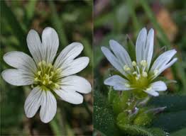 Image result for Caryophyllaceae