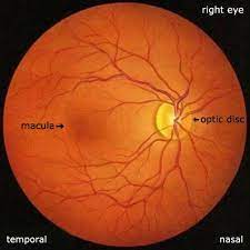 Color Images Of Retina The Retina Retina Surgery Brain Diseases