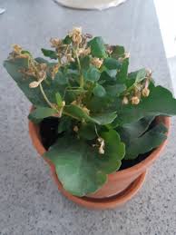 How To Care For Kalanchoe And Get It To Rebloom Every Year