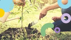 You'll find plenty of useful details on fruit tree ranging from price to quality simply by reading the reviews! Fruit Trees For Sale Online Mehrabyan Nursery Bareroot Trees