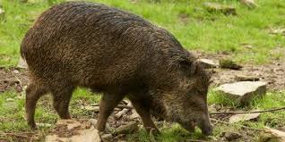 Maybe you would like to learn more about one of these? Mendag Rachmat Ungkap Banyak Makanan Beredar Isi Daging Babi Hutan Merdeka Com