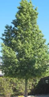 Image result for Brachychiton