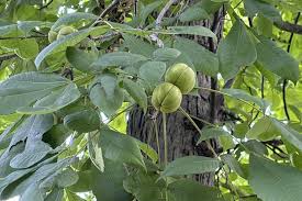 Image result for Light Chestnut 1990 US Government