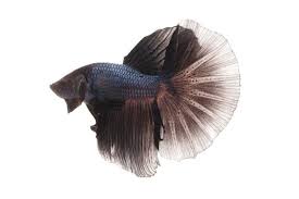 Aqueon betta bowl aquarium kit in black. Types Of Betta Fish By Tail Pattern And Color With Photos
