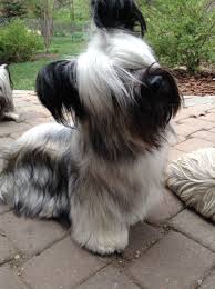 Skye Terrier Puppy Cuteness Joy At 11 Months Old Skye Terrier Terrier Puppy Terrier Breeds Always get your skye terrier puppy from good, reputable breeders who know what they are doing. skye terrier terrier puppy terrier breeds
