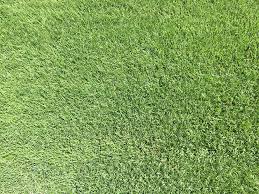 Buy Empire Zoysia Sod Order Zoysia Grass Online Sod