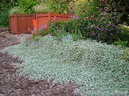 Dichondra argentea 'silver falls' is a creeping, trailing herbaceous perennial that is native to the desert regions of the united states and mexico. Groundcover Dichondra Argentea Silver Ponyfoot Dichondra Silver Falls Ground Cover Silver Falls