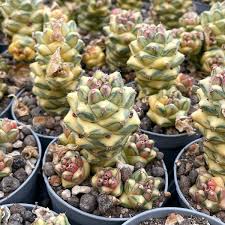 Image result for Monadenium friesii