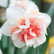 Daffodil Replete Two Toned Double Flowering 5 Bulbs Bulb Flowers Narcissus Flower Daffodil Bulbs