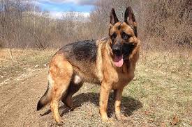 These are the kinds of dogs who are devoted to their family, and will want to listen to your every word, and want to learn from you, so expect a very devoted pupil! How Much Does A Trained German Shepherd Cost Know What Goes Into Training These Dogs Anything German Shepherd