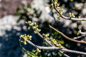 Image result for Cynanchum gerrardii