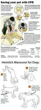 Signs your dog needs the heimlich maneuver. Exuberant Dog Training Tips Their Website In 2020 Heimlich Maneuver For Dogs Pets Dog Care Tips