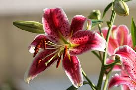 Image result for Liliaceae