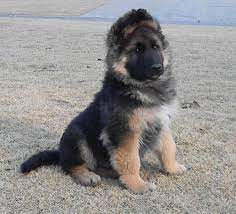 K S Want Please German Shepherd Puppies Shepherd Dog King Shepherd