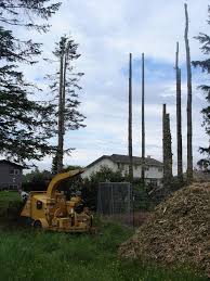 Check spelling or type a new query. Woodchips Tree Service Bellingham Wa Diglynden 360 318 9795
