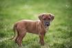 Rhodesian Ridgeback Puppies For Sale - AKC PuppyFinder